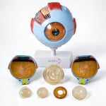 Giant  Eye Model